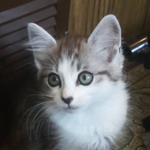 Charlie 
