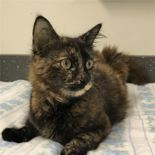 Cleopatra
