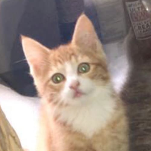 Simba the ginger tiger kitten