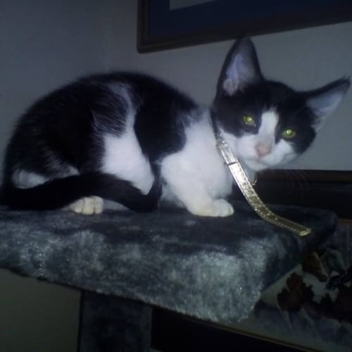 Oreo 