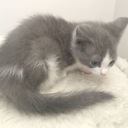 Max the itty bitty fluffy grey kitten