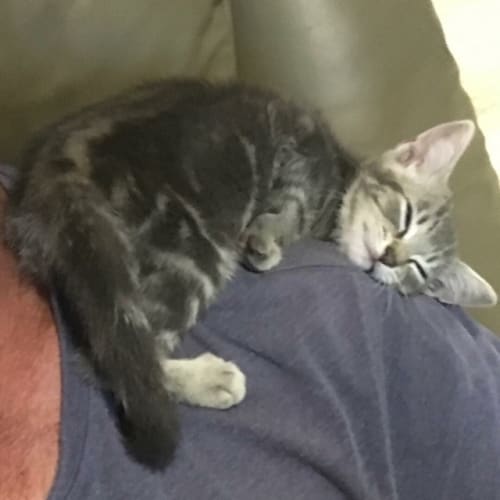 Blaze **2nd Chance Cat Rescue**