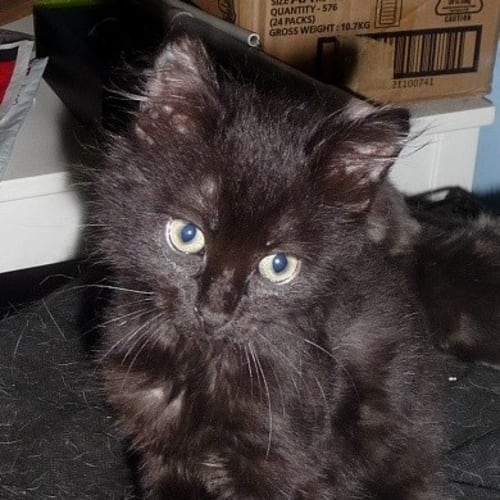 Tangent **2nd Chance Cat Rescue**