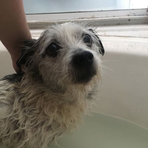 Moey ~ Maltese x Shi Tzu (on trial 5/1/2018)