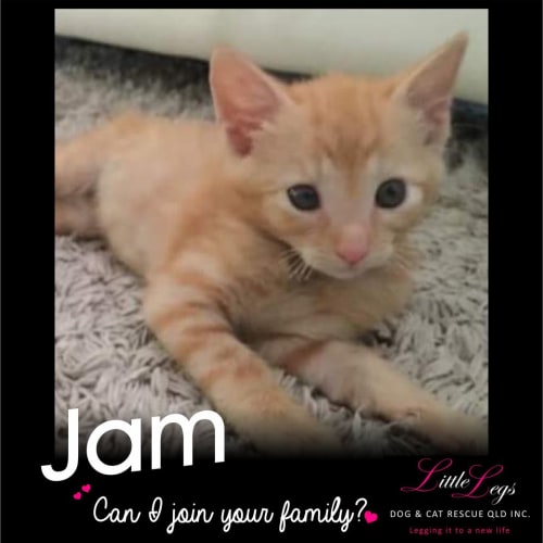 Jam