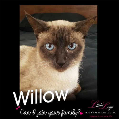 Willow