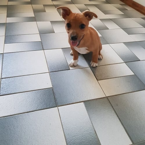 Peanut 