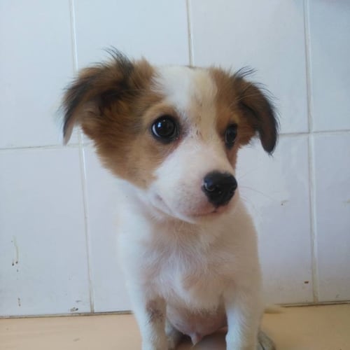 Bailey 