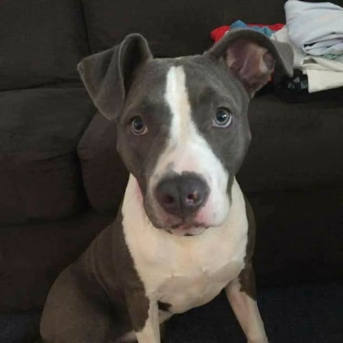 Meeya ~ Blue American Staffy (on trial 18/2/2018)