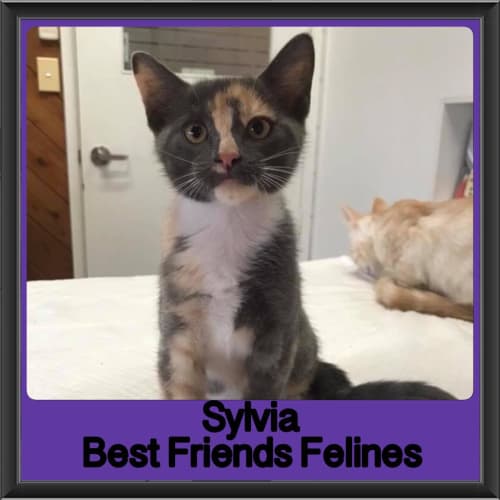Sylvia