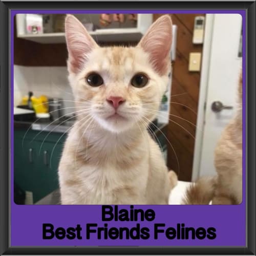 Blaine