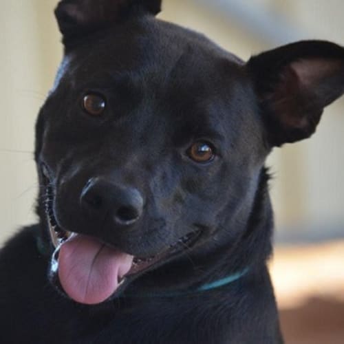 Chubs MD0018 *Adoption Pending*