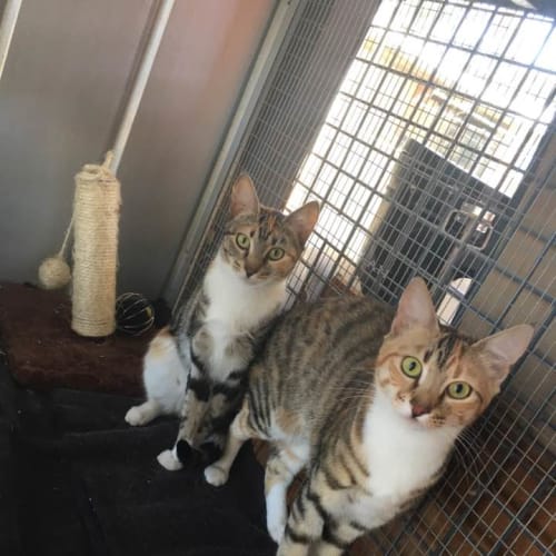 Tortellini and Spaghetti (CaV17-194 and CaV17-195)