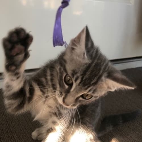 Sabah **2nd Chance Cat Rescue**