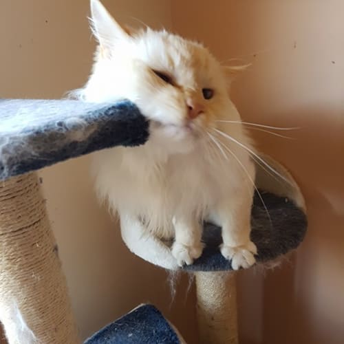 Ollie