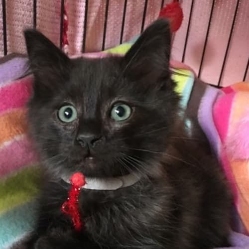 Mr Skywalker **2nd Chance Cat Rescue**