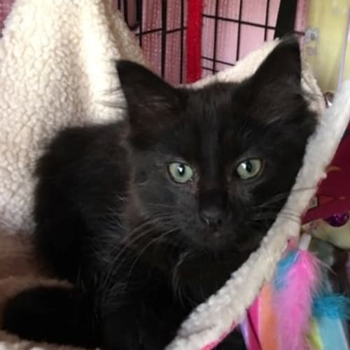 Miss Madonna **2nd Chance Cat Rescue**
