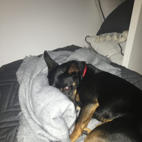 Napoleon
