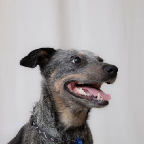 Lettie ~ Blue Cattle Dog (on trial 30/12/2017)