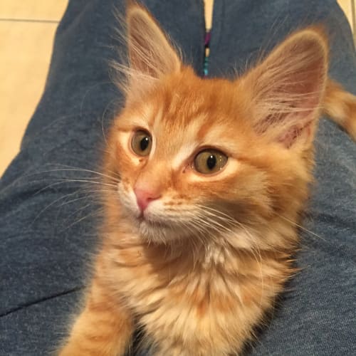 Fluffy