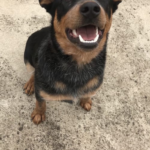 Tradie **Adopted**
