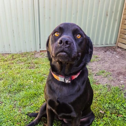 Daisy (Assisted Rehome)
