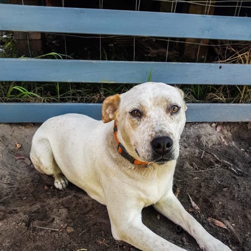 Charlie (Assisted Rehome)