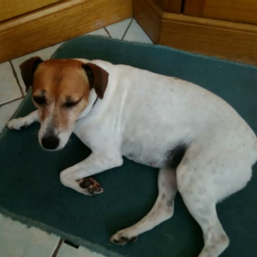 Bindi ~ Russell Terrier X (on trial 30/12/2017)