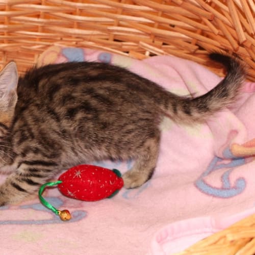 Bengaly **2nd Chance Cat Rescue**