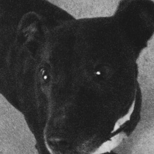 Lily **** assisted rehoming