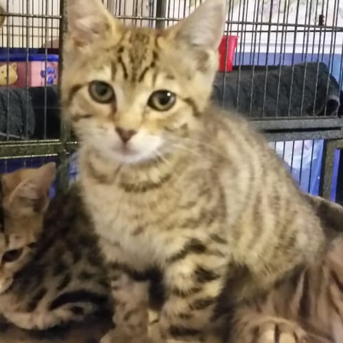 Petulia **2nd Chance Cat Rescue**