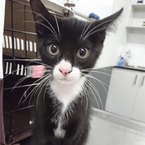 Tom