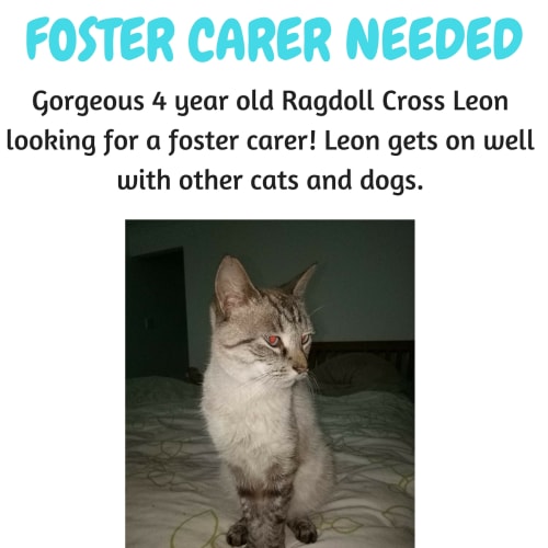 Leon Looking For A Foster Carer