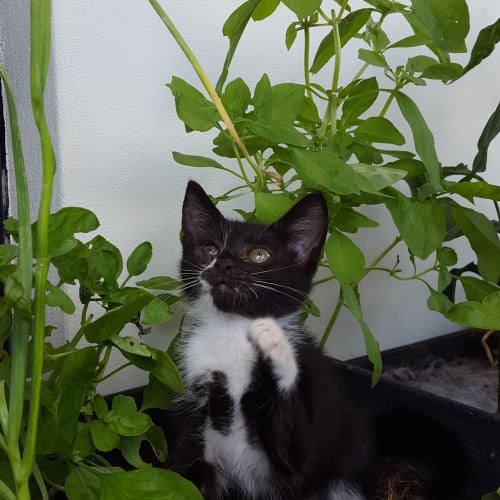 Tuxudo
