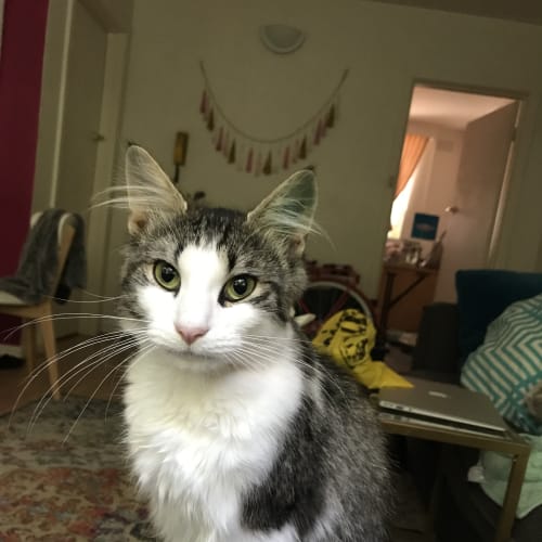 Spencer (Adoption in Progress)