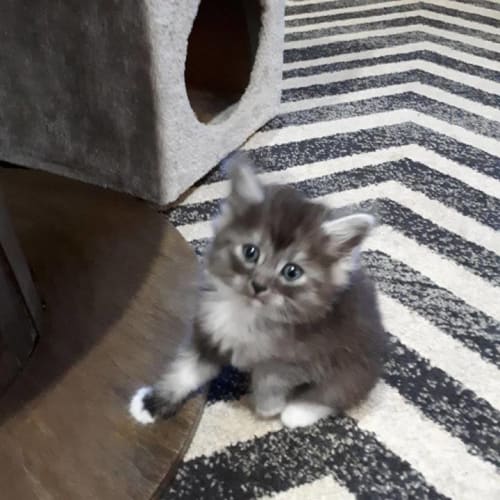 Gizmo