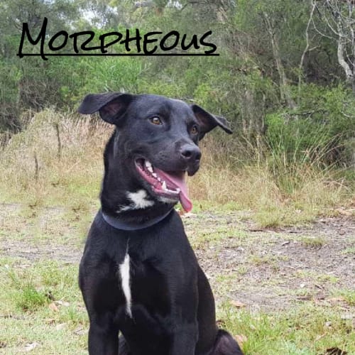 Morpheous