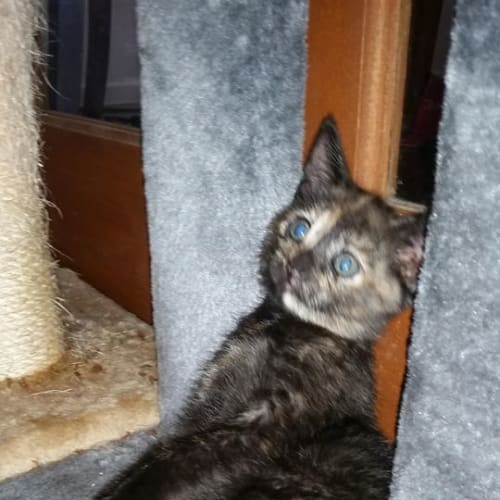 Tabianna