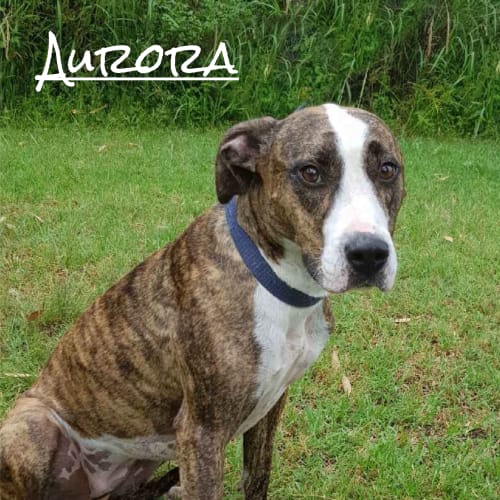Aurora
