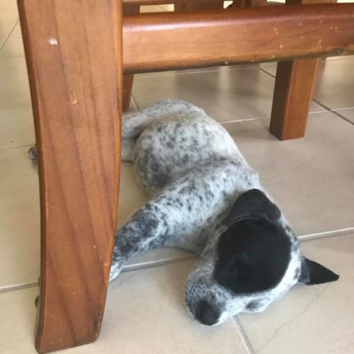 Kora 