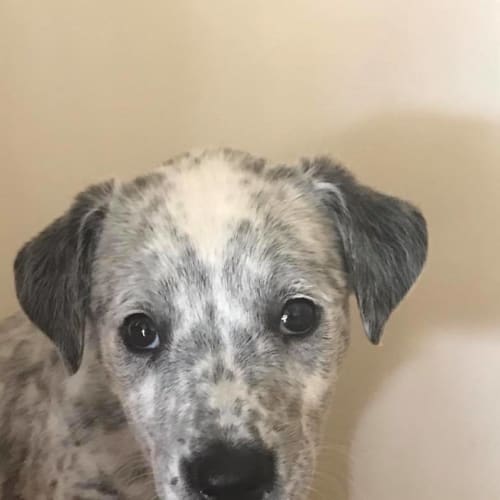 Kiki 