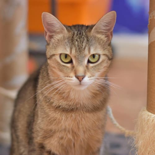 Yvette **2nd Chance Cat Rescue**