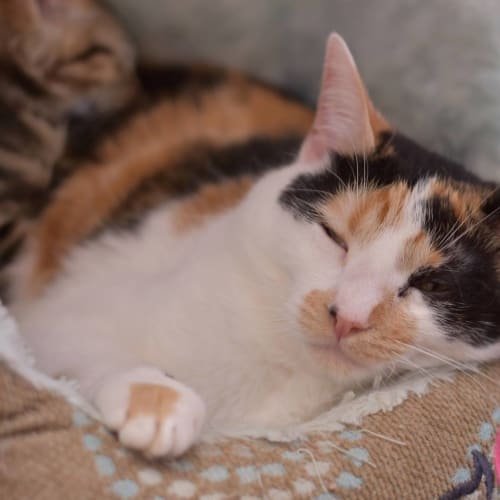 Waimarie **2nd Chance Cat Rescue**