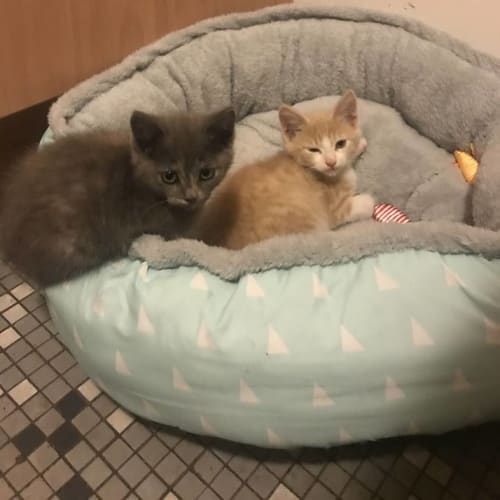 Spartacus and Sabina 