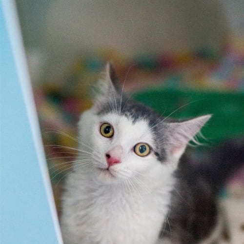 Max