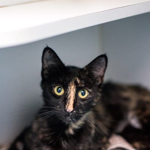 Sabrina