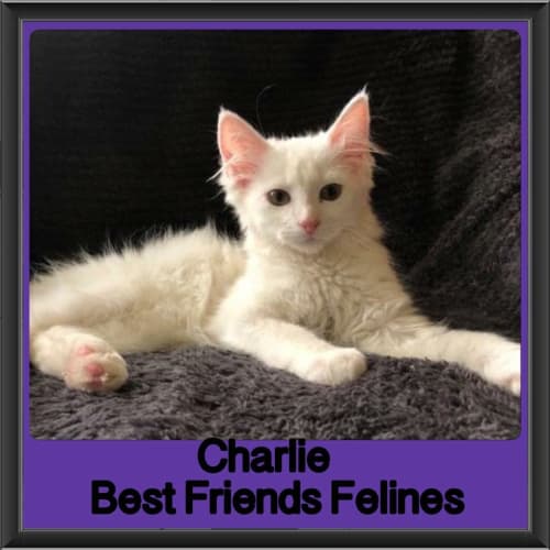 Charlie
