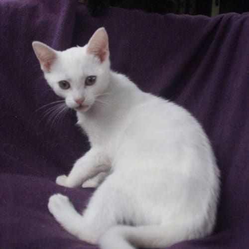 Tallulah 