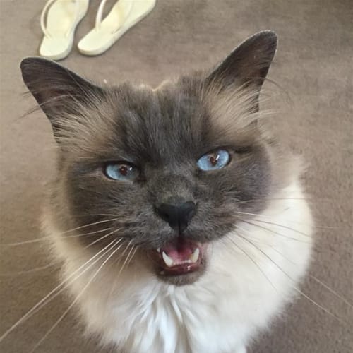 Kasper