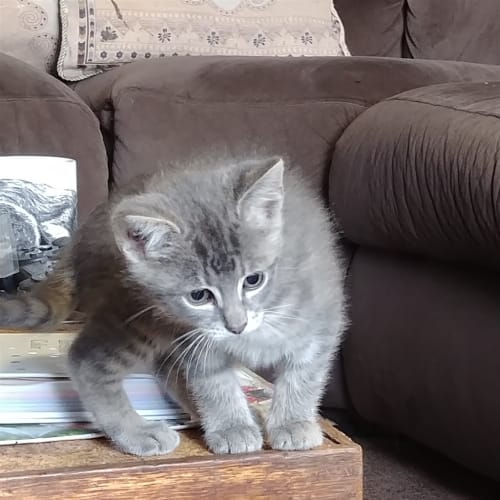 Eli